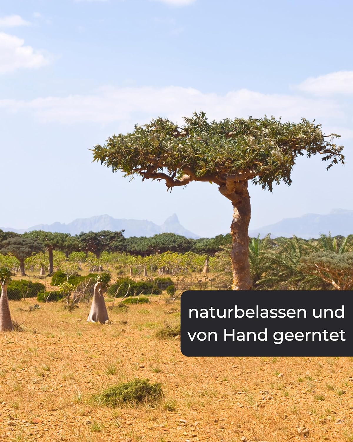 Myrrhe Räucherharz – 50 g Naturreines Harz zum Räuchern & Meditieren