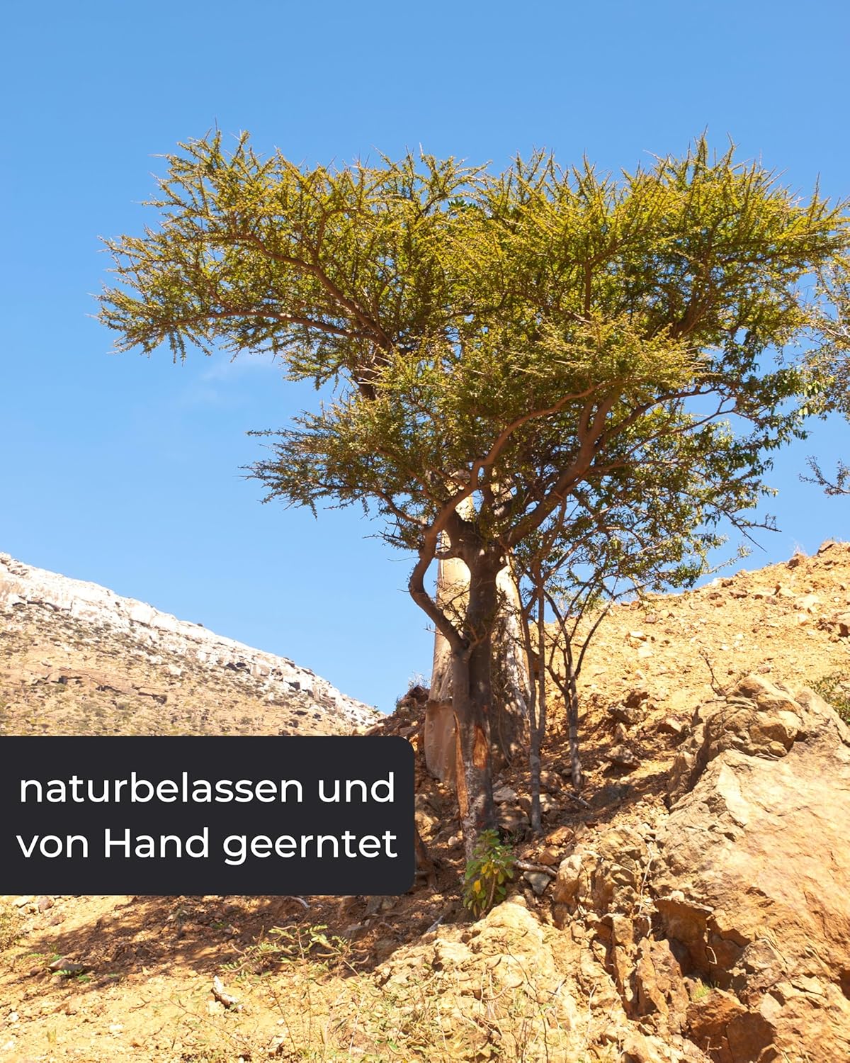  Oman-Räucherwerk 
